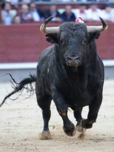 toro